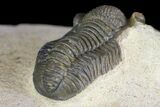 Gerastos Trilobite Fossil - Foum Zguid, Morocco #145738-2